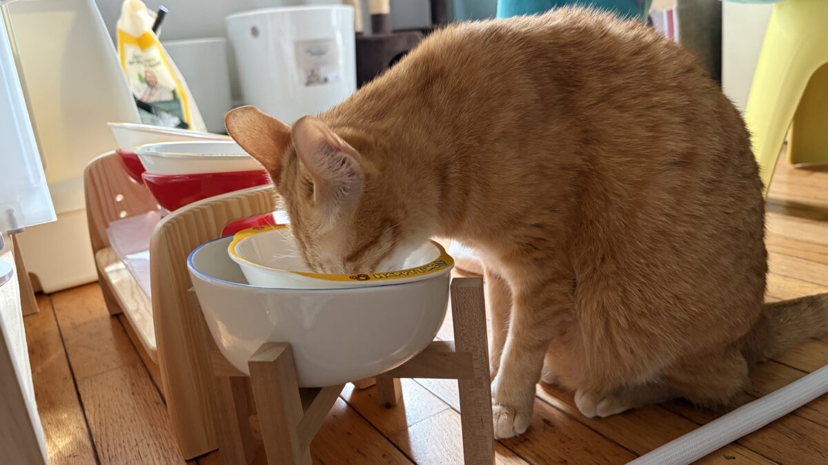 ピュリナワン（避妊去勢・チキン）｜日常使いとしてのレビュー